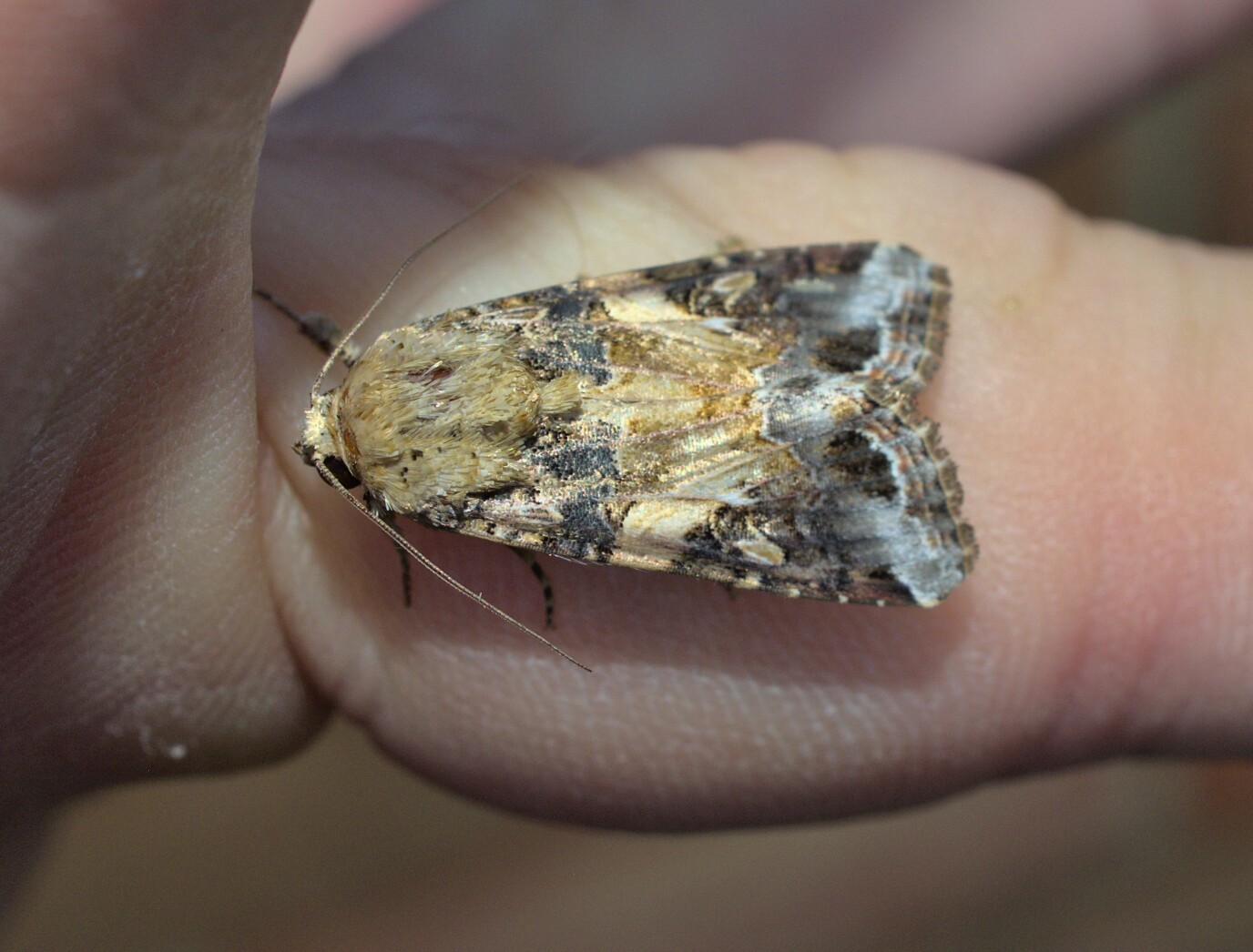 Very common but very nice looking_20210902.jpg